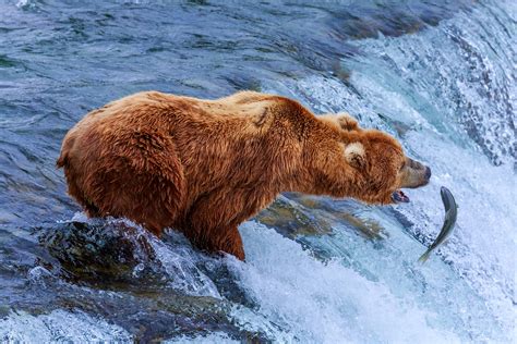 Watch giant brown bears catching salmon on the Katmai bear cam - Lonely ...