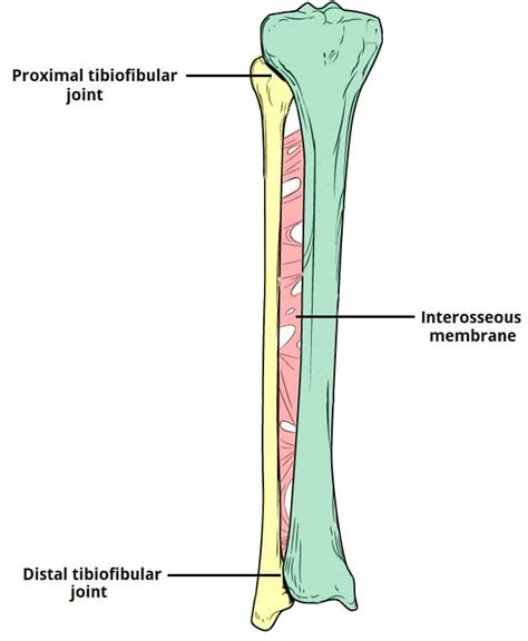 Tibia And Fibula Proximal Intraarticular Bicondylar F