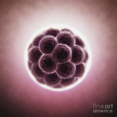 A Developing Morula Photograph By Science Picture Co Fine Art America