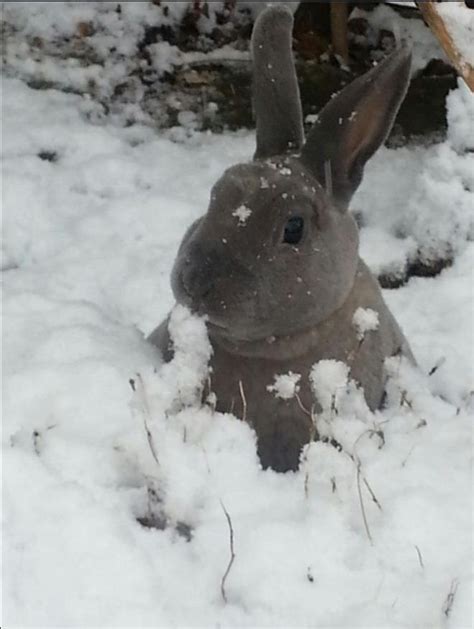 Rabbit In The Snow Cute Animals Animals Baby Animals