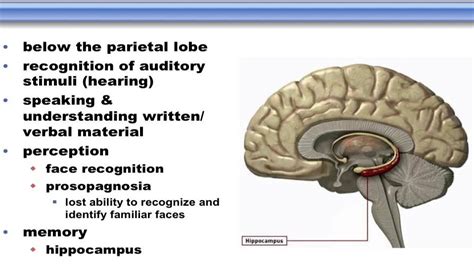 Temporal Lobe Function Anatomy Info