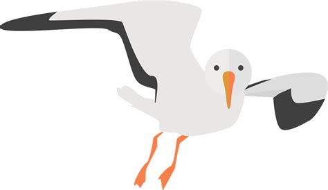 Seagull Animal Water Bird · Free Vector Graphic On Pixabay