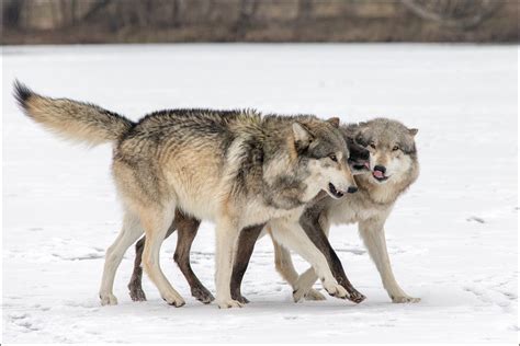 The Wolf Within—the Truth About Why We Fear The Wolf Ethology