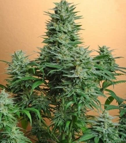 Com tabuleiro tipo pac man !!! MonterreyCannabis.com Venta de Marihuana a domicilio en ...