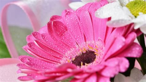 Trova una vasta selezione di fiori, petali e ghirlande per il matrimonio a prezzi vantaggiosi su ebay. Bella fiori di margherita colorata.gerbera. sfondo di primavera - giardino. | Scaricare foto Premium