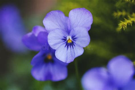 Blue Pansies Stock Photo Image Of Green Blossoms Flowers 84996820