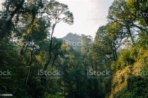 Tropical Rainforests In Yunnan China Stock Photo Download Image Now