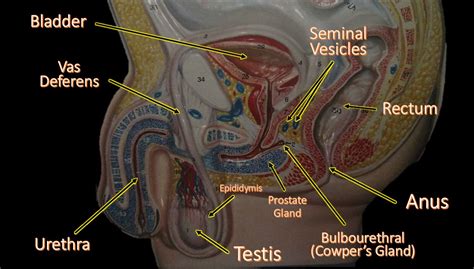 Documents similar to anatomy of the male reproductive system. THE REPRODUCTIVE SYSTEM - SCIENTIST CINDY