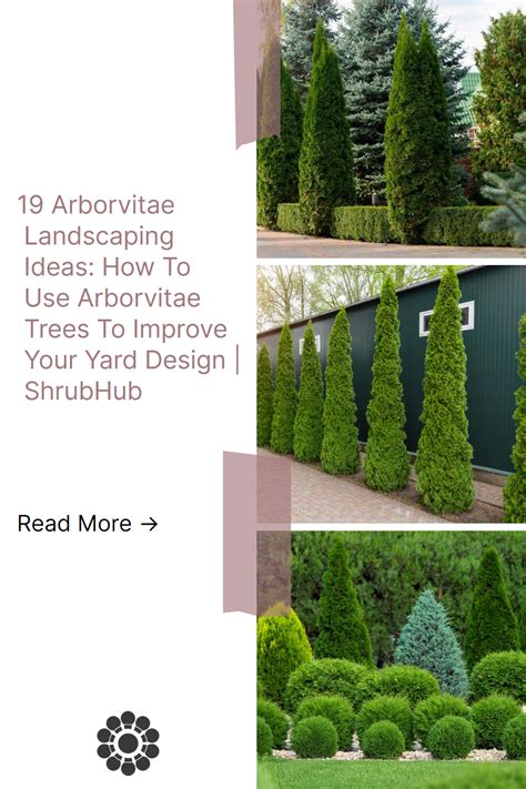 19 Arborvitae Landscaping Ideas How To Use Arborvitae Trees To Improve