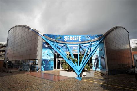 Birmingham Sea Life Centre Takes Delivery Of Nine Sharks