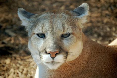 Por Qué Está El Puma En Peligro De Extinción Amenazas Y Cómo Ayudarlo