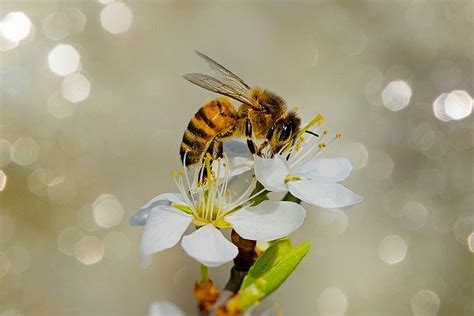 Albina Informatii Si Curiozitati Despre Albine Wiki Insecte Gokiro