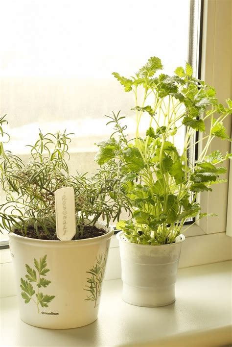 Best type of light to grow plants indoors. Best Plants and Herbs to Grow Indoors | Growing herbs ...