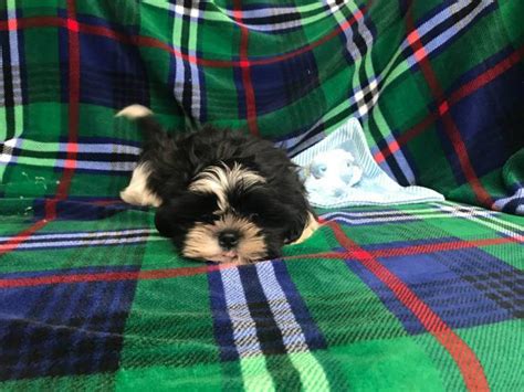 A shitzu puppy is actually one of. Male Shih Tzu Puppy for Adoption in Spencer, Oklahoma - Puppies for Sale Near Me
