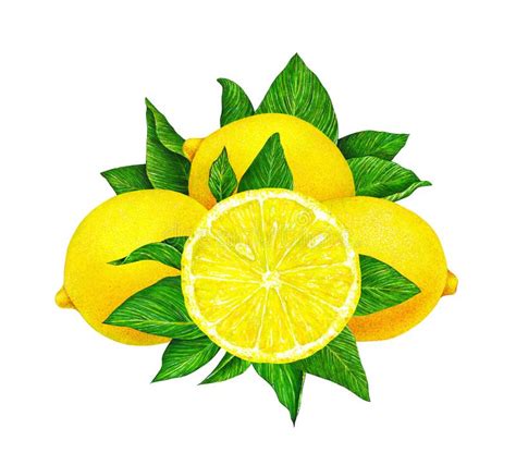Citron is native to north east india bordering myanmar. Dessin De Main D'illustration D'arbre Et De Fruit ...