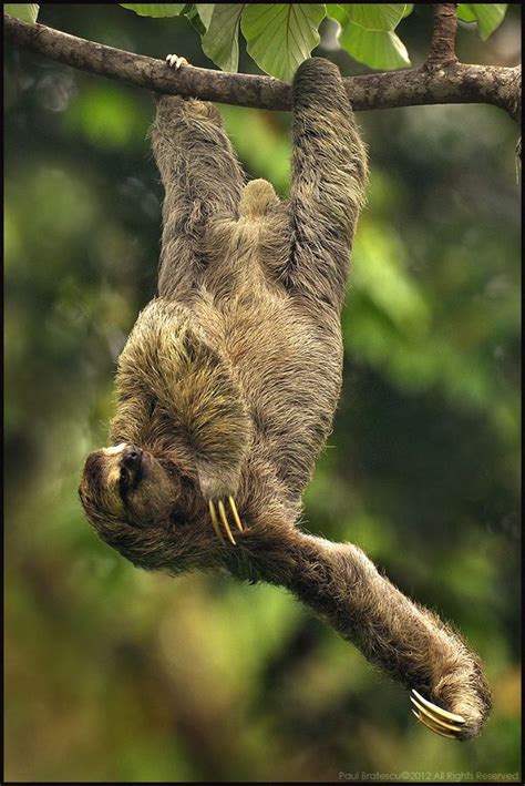 Three Toed Sloth By Paul Bratescu Via 500px Cute Sloth Pictures