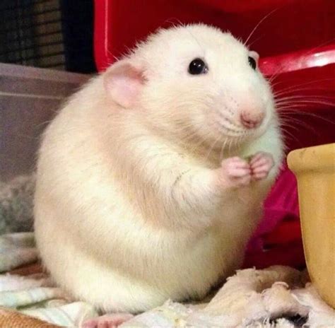 Pin By April Arrianna On Fluffy Cute Rats Cute Hamsters Dumbo Rat