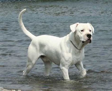 You will find dogo argentino dogs for adoption and puppies for sale under the listings here. Dogo Argentino For Sale In Nc