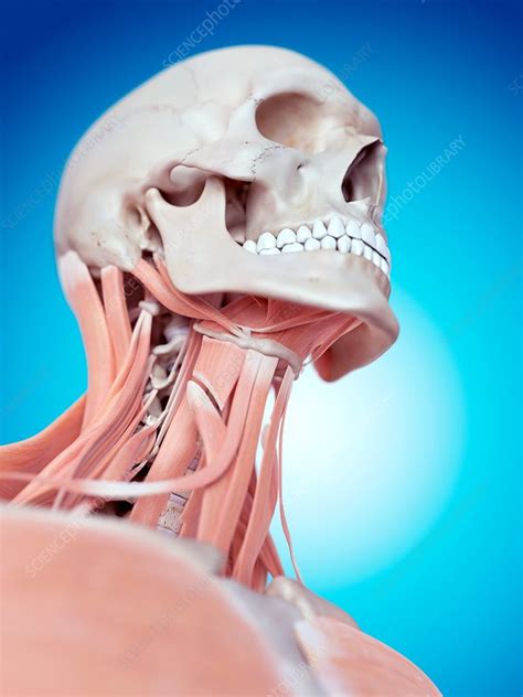 Human Skull And Neck Muscles Stock Image F0158189 Science Photo