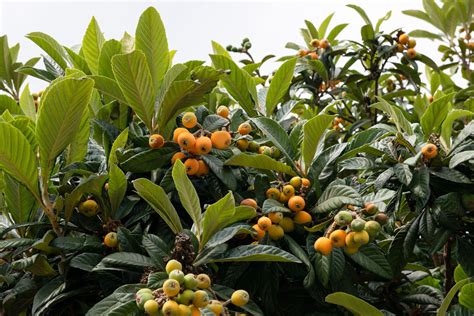 How To Grow Loquat Trees