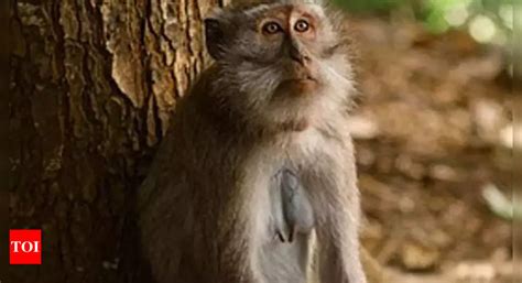 Monkeys Trapped Thrashed And Bodies Dumped In Andhra Pradesh