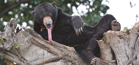 Bear Shocks Onlookers As It Unravels Massive Tongue In