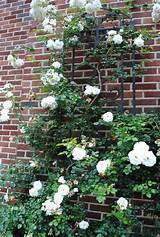 White Climbing Rose Pictures