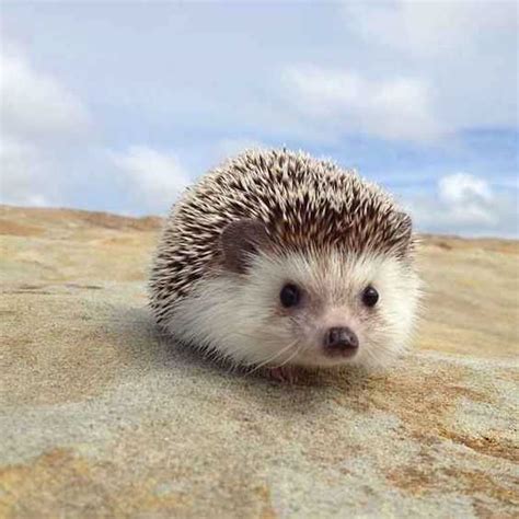 Big canvas paintings for home decor. 25 Funny And Adorable Hedgehog Pictures That Will Make You ...