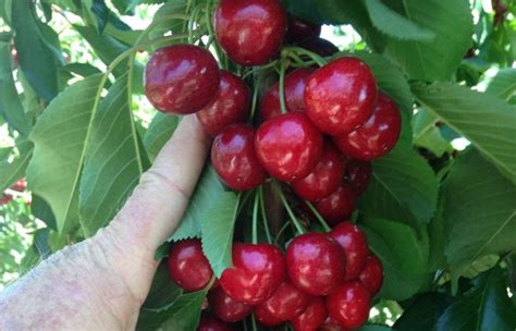 SMS 16 Cherry Fruit Tree Variety ANFIC