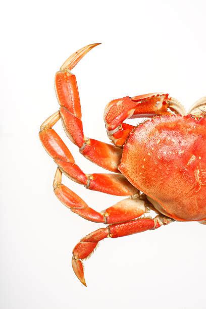 Browse 798 dungeness crab stock photos and images available, or search for dungeness crab dinner or dungeness crab legs to find more great stock photos and pictures. Dungeness Crab Stock Photos, Pictures & Royalty-Free ...