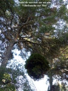 Pin Pinus Le Peuple D C T