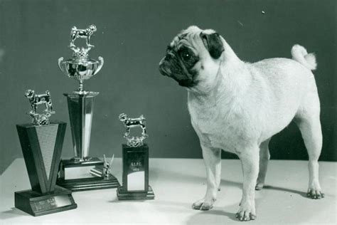 Pug History Origins Of The Ancient Wrinkly Companion Dog American