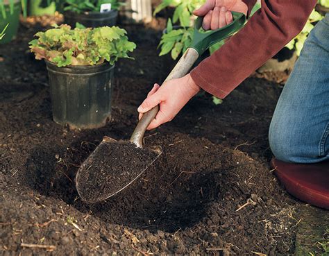 How To Plant Perennials In Four Simple Steps Garden Gate