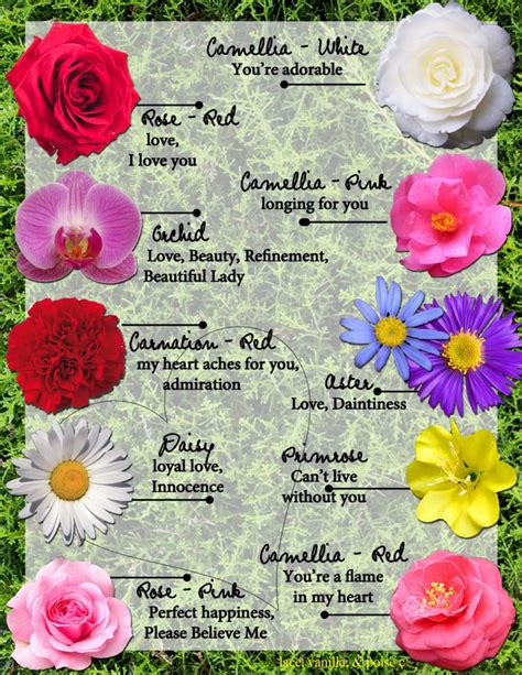 Meanings Of Flowers Flower Meanings Amazing Flowers Language Of Flowers