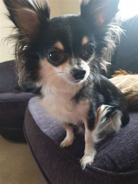 Chihuahuas come in a wide variety of sizes, head shapes, colors, and coat lengths. Long haired beautiful chihuahua puppies | Catterick Garrison, North Yorkshire | Pets4Homes