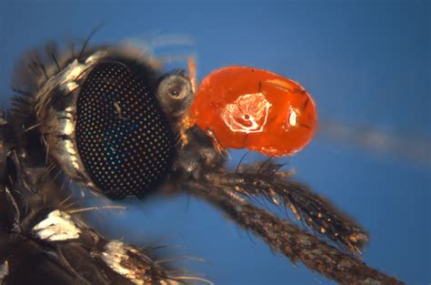 Water Mites Discovered Parasitizing Two Mosquito Species in Pennsylvania