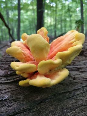 We did not find results for: Chicken Of The Woods: Identify via Pictures, Habitat ...