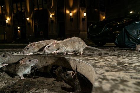 Starving Rats Are Turning To ‘cannibalism Amid The Covid 19 Lockdowns