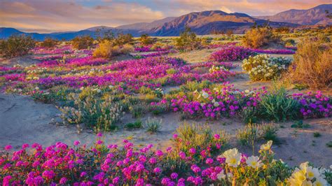 Your southern california flowers stock images are ready. Super Bloom Watch: Will the Rare Desert Wildflower Burst ...