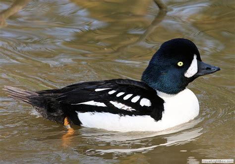 This method determines the sort order of strings. Identify Barrows Goldeneye - Wildfowl Photography.