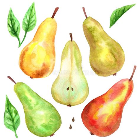 Different Pears Red Yellow Green Cut Green Leaves Hand Drawn