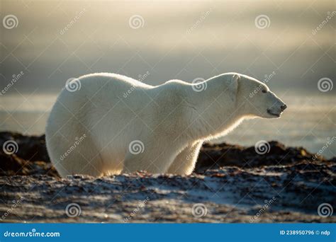 Polar Bear Stands Behind Ridge In Profile Stock Photo Image Of Ursus