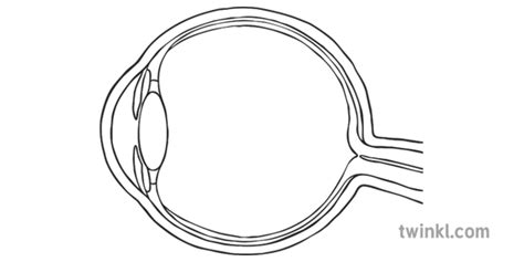 Diagram Of The Eye Side View No Labels Black And White Illustration