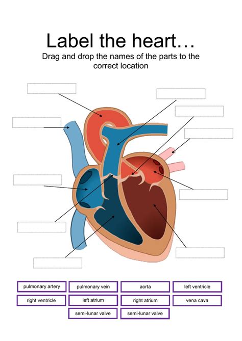 Mammalian Heart Anatomy Worksheet External Answers Anatomy Worksheets