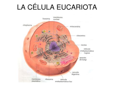Calam O La Celula Eucariota