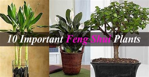 Maybe you would like to learn more about one of these? 10 Important Feng Shui Plants To Invite Happiness & Wealth ...