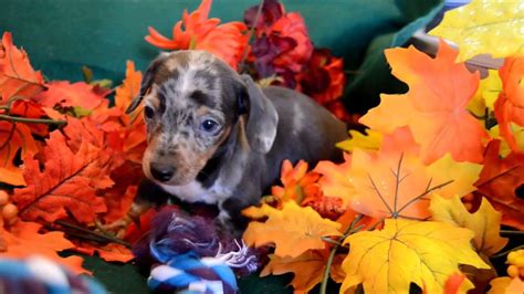 If you are looking to adopt or buy a doxie take a look here! Miniature Dapple Dachshund Puppy for sale **719-306-8118 ...