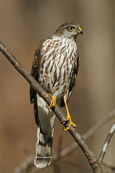 Birding Trails Tennessee Wildlife Resource Agency Sharp Shinned Hawk