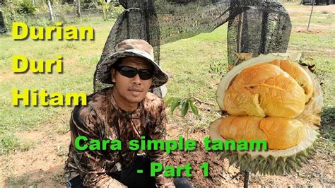 Durian duri hitam memiliki rasa dan aroma yang khas. Durian Duri Hitam / Black Thorn - Cara Mudah Tanam ...