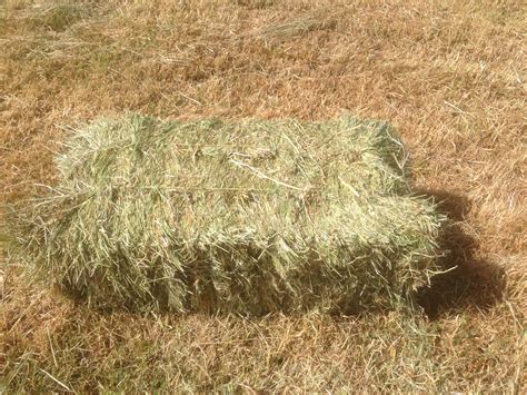 Hay Small Square Bales Annual Rye And Clover Excellent